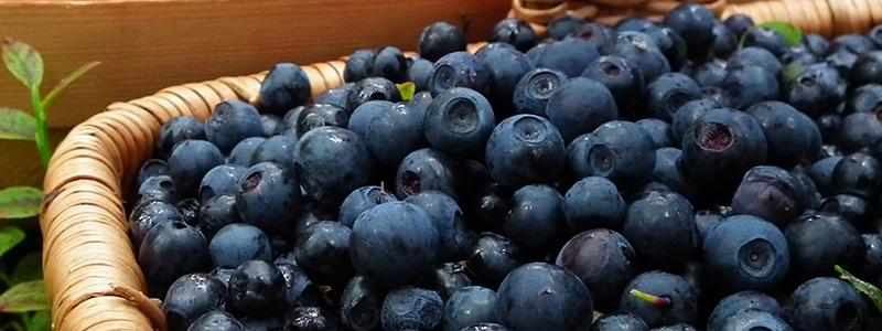 Bilberry
