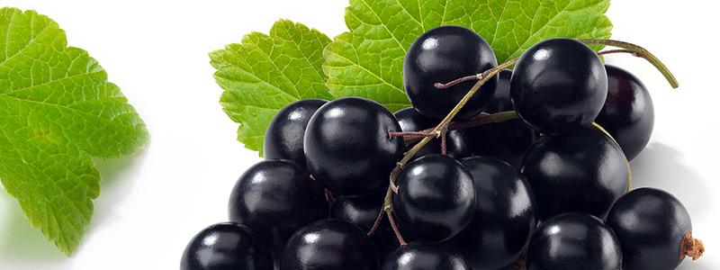 Blackcurrant