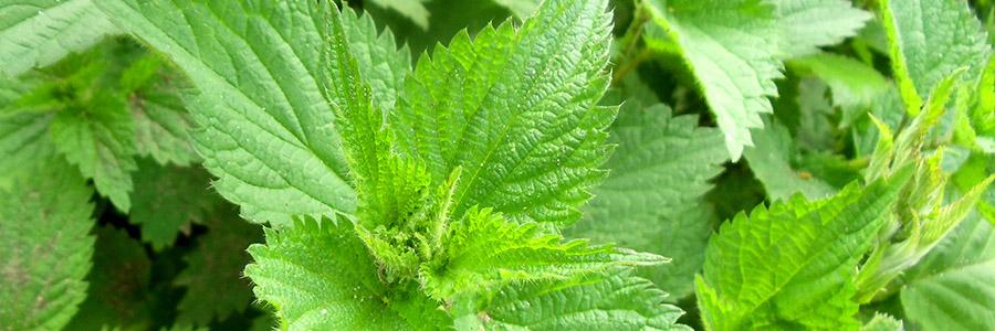 Nettle leaf