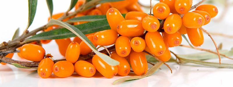 Sea-buckthorn